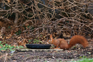 R5_AS_210117_5532.jpg R5_AS_210117_5532.jpg