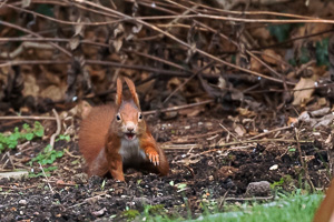 R5_AS_210117_5591.jpg R5_AS_210117_5591.jpg