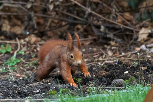 R5_AS_210117_5608.jpg R5_AS_210117_5608.jpg