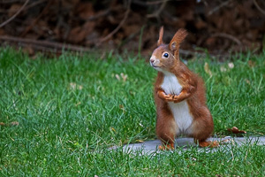 R5_AS_210117_6114.jpg R5_AS_210117_6114.jpg