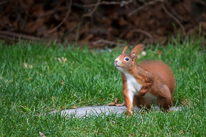 R5_AS_210117_6276.jpg R5_AS_210117_6276.jpg