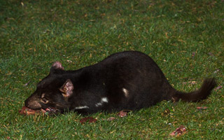 Tasmanian Devil EOS7D1_0931.jpg