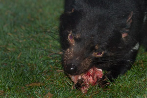 Tasmanian Devil EOS7D1_0936.jpg