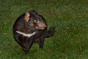 Tasmanian Devil EOS7D1_0947.jpg