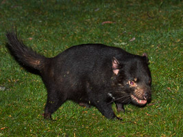 Tasmanian Devil EOS7D1_0953.jpg