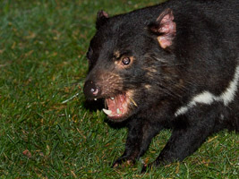 Tasmanian Devil EOS7D1_0959.jpg
