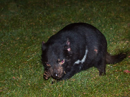 Tasmanian Devil EOS7D1_0963.jpg