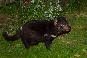 Tasmanian Devil EOS7D1_1061.jpg