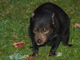 Tasmanian Devil EOS7D1_1067.jpg