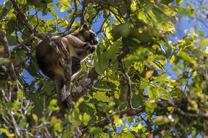 Tree Kangeroo 5D-Mark-IV_AS_170717_3269.jpg