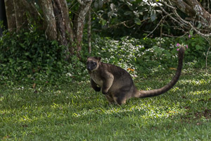 Tree Kangeroo 5D-Mark-IV_AS_170717_3273.jpg
