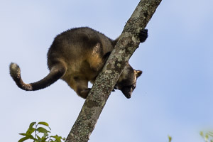 Tree Kangeroo 5D-Mark-IV_AS_170717_3276.jpg