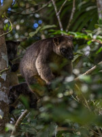 Tree Kangeroo 5D-Mark-IV_AS_170717_3284.jpg