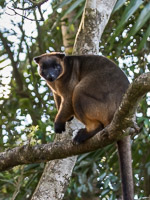 Tree Kangeroo 7D-Mark-II_21923.jpg