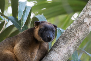 Tree Kangeroo 7D-Mark-II_21938-Bearbeitet.jpg