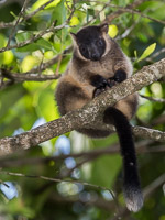 Tree Kangeroo 7D-Mark-II_21980.jpg