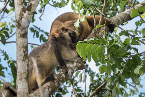 Tree Kangeroo 7D-Mark-II_21990.jpg