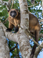 Tree Kangeroo 7D-Mark-II_21995.jpg