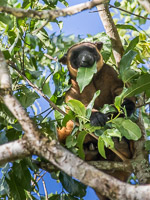 Tree Kangeroo 7D-Mark-II_21997.jpg