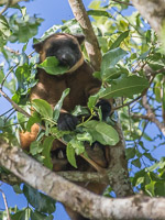 Tree Kangeroo 7D-Mark-II_22000.jpg