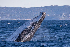 Breach marathon 2018 5DIV_AS_180630_4511.jpg