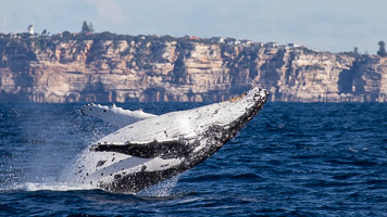 Breach marathon 2018 5DIV_AS_180630_4548.jpg