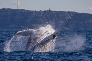 Breach marathon 2018 5DIV_AS_180630_4622.jpg