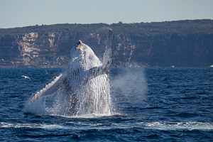 Breach marathon 2018 5DIV_AS_180630_4628.jpg