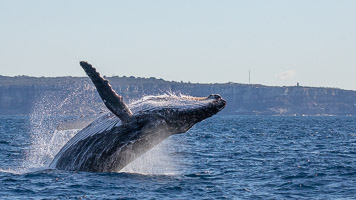 Breach marathon 2018 5DIV_AS_180630_4631.jpg