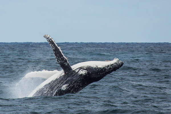 Whales going south EOS5D_0675.jpg