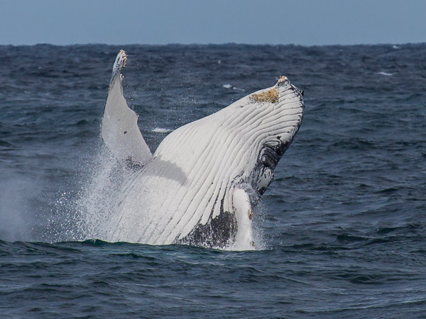 Whales going south EOS5D_0679.jpg