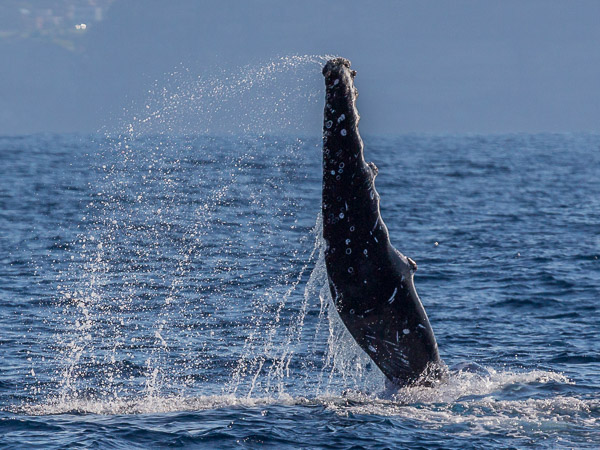 Pectoral fin swipes EOS5D_1324.jpg