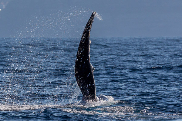 Pectoral fin swipes EOS5D_1325.jpg