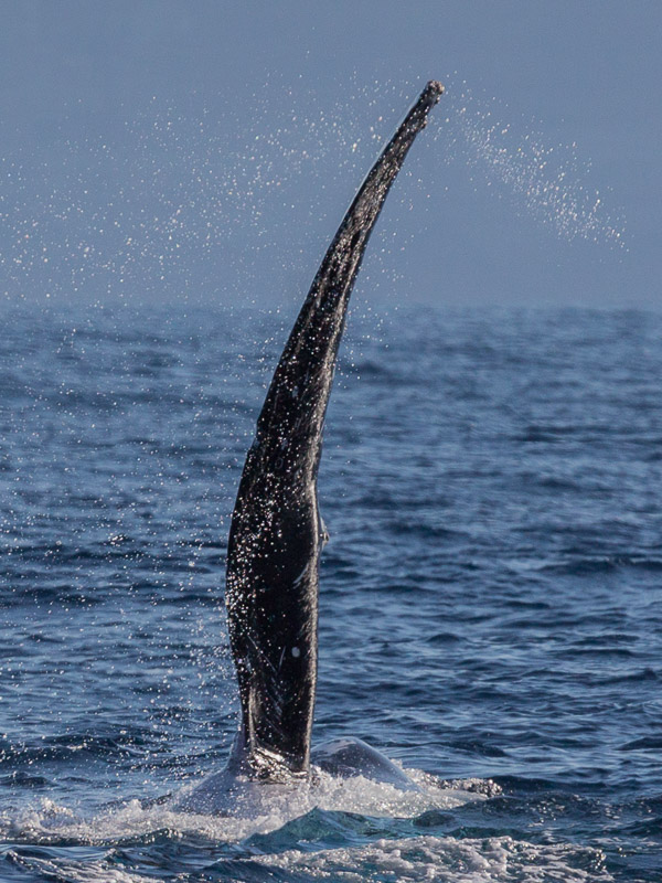 Pectoral fin swipes EOS5D_1326.jpg