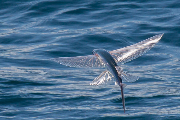 Flying Fish EOS5D_2723.jpg