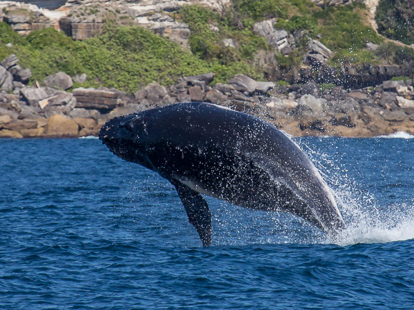 Whales going south EOS5D_3038.jpg