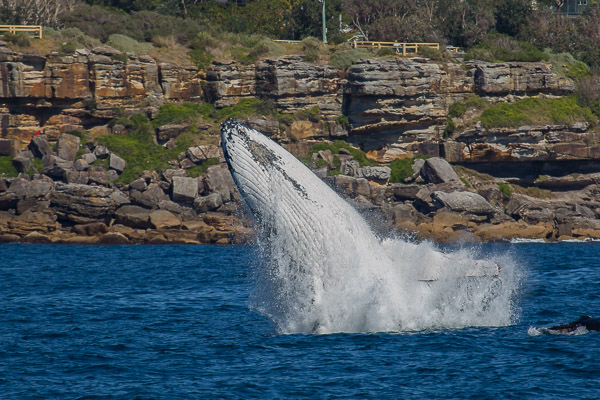 Whales going south EOS5D_3042.jpg
