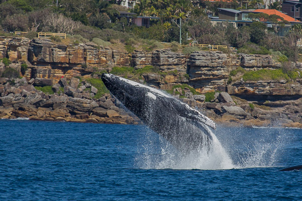 Whales going south EOS5D_3045.jpg