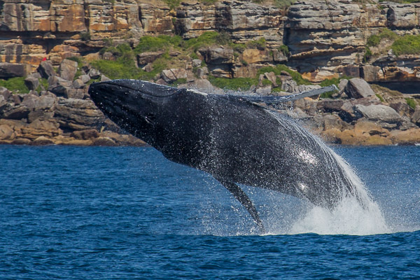 Whales going south EOS5D_3047.jpg