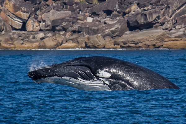 Whales going south EOS5D_3078.jpg