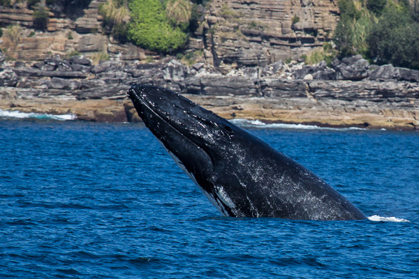 Whales going south EOS5D_3084.jpg