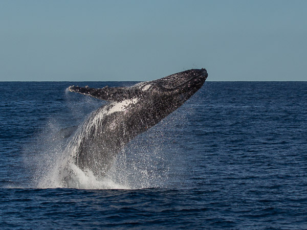 Humpback whale EOS5D_3261.jpg