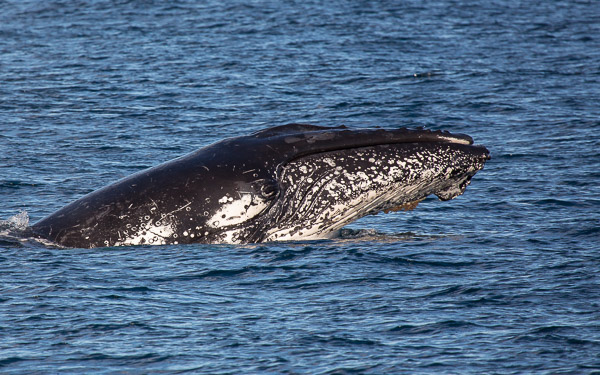 Humpback whale EOS5D_3270.jpg