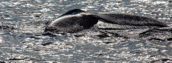 Humpback whale EOS5D_3301.jpg