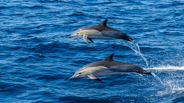 Dolphins EOS5D_3571.jpg