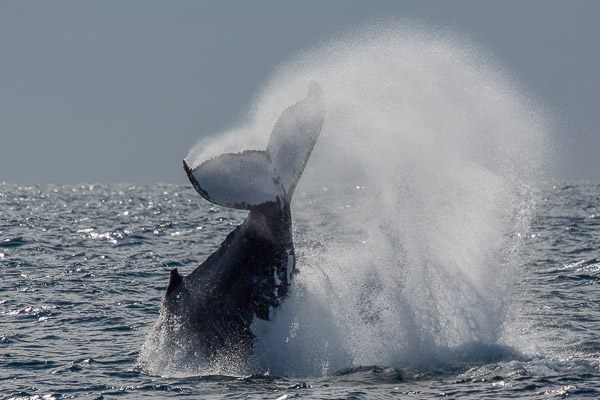 Humpback whale EOS5D_50065.jpg