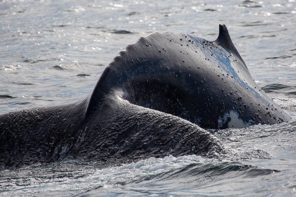 Humpback whale EOS5D_50144.jpg