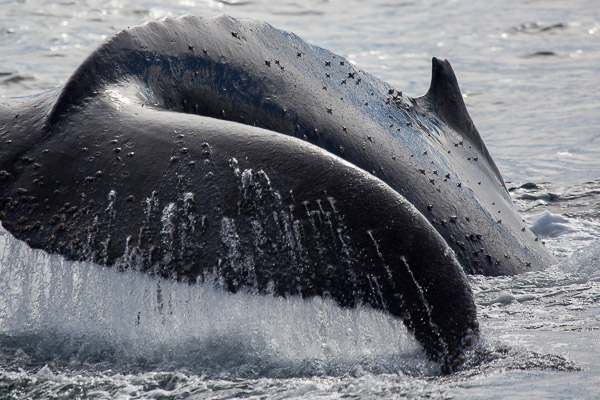 Humpback whale EOS5D_50146.jpg