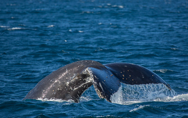 Humpback whale EOS5D_50448.jpg