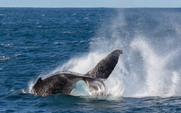 Humpback whale EOS5D_50622.jpg